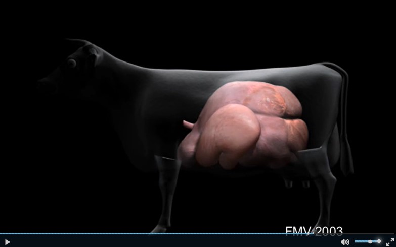 2015 - FABING Pierre -Elaboration d'outils d'apprentissage et d'auto-évaluation en ligne à partir de cas cliniques en pathologie bovine sur la plate-forme d'enseignement en ligne de l'EnvA