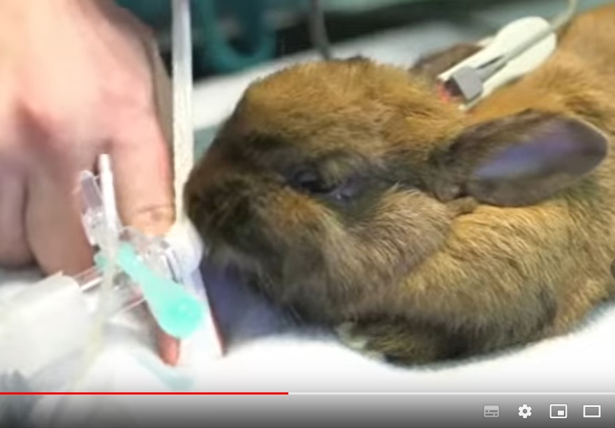 2016 - SZOLLOSY Stéphanie - Établissement d'un support pédagogique sur les chirurgies de convenance du lapin ainsi que leur prise en charge en clinique